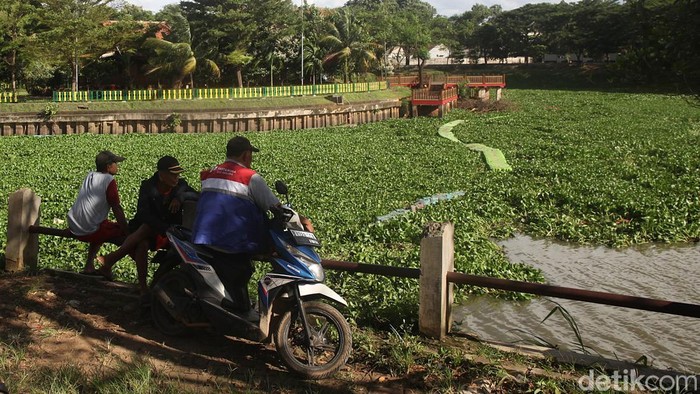 Hamparan eceng gondok kembali menutupi sebagian permukaan air di Setu Babakan, Jagakarsa, Jakarta Selatan, Jumat (7/11/2025). Tanaman air jenis pontederia crassipes itu tampak tumbuh subur di area perairan, mengganggu pemandangan sekaligus aktivitas warga di sekitar setu.