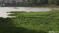 Tanaman air jenis pontederia crassipes itu tampak tumbuh subur di area perairan, mengganggu pemandangan sekaligus aktivitas warga di sekitar Setu Babakan, Jagakarsa, Jakarta Selatan, Jumat (7/11/2025)
