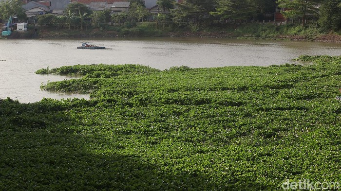 Hamparan eceng gondok kembali menutupi sebagian permukaan air di Setu Babakan, Jagakarsa, Jakarta Selatan, Jumat (7/11/2025). Tanaman air jenis pontederia crassipes itu tampak tumbuh subur di area perairan, mengganggu pemandangan sekaligus aktivitas warga di sekitar setu.