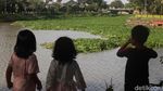 Meski Sering Dibersihkan, Eceng Gondok Kembali Penuhi Setu Babakan