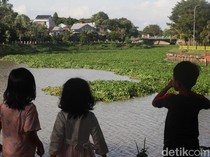 Meski Sering Dibersihkan, Eceng Gondok Kembali Penuhi Setu Babakan