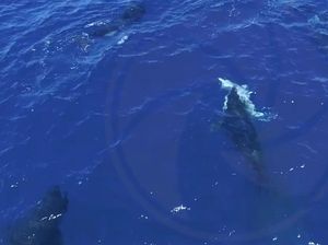 Brutalnya Kawanan Orca Bantai Hiu Putih di Laut Lepas