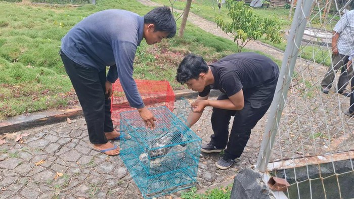 BKSDA Sumsel sita satwa yang dilindungi di taman satwa agrowisata di Lubuklinggau