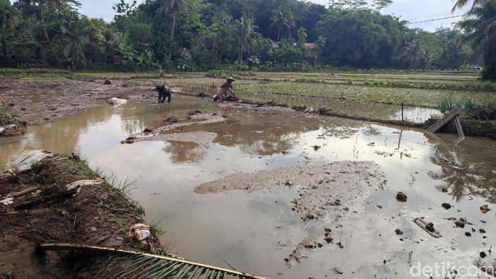 Petani dan warga sedang memperbaiki tanggul irigasi yang jebol akibat luapan air, banjir sempat merendam 13 hektare sawah.