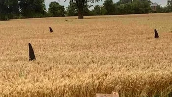 Sharks in the Field karya Anne Melady di Ontario, Dublin, Irlandia. Foto: via StreetArtUtopia