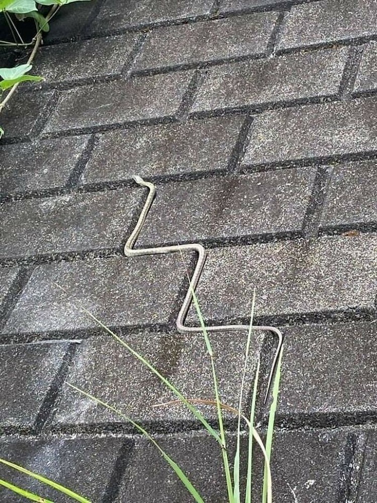 Kelakuan hewan-hewan seperti kucing, ular, anjing, dan lainnya memang tidak bisa ditebak. Ada saja tingkah lucunya seperti di daftar ini. Yuk disimak.