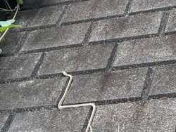 Dijamin Mood Naik! Intip Deh Tingkah Kocak Hewan Viral di Internet Ini