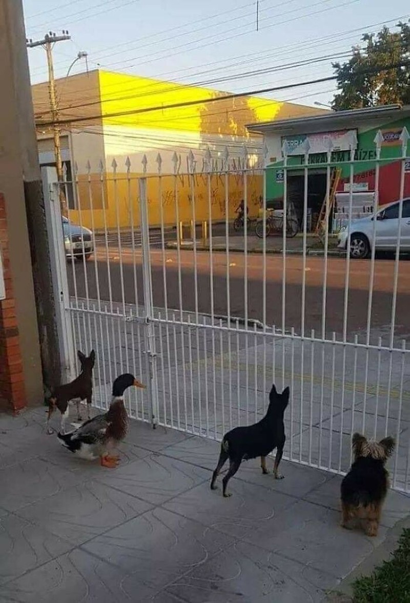 Kelakuan hewan-hewan seperti kucing, ular, anjing, dan lainnya memang tidak bisa ditebak. Ada saja tingkah lucunya seperti di daftar ini. Yuk disimak.