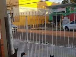 Dijamin Mood Naik! Intip Deh Tingkah Kocak Hewan Viral di Internet Ini