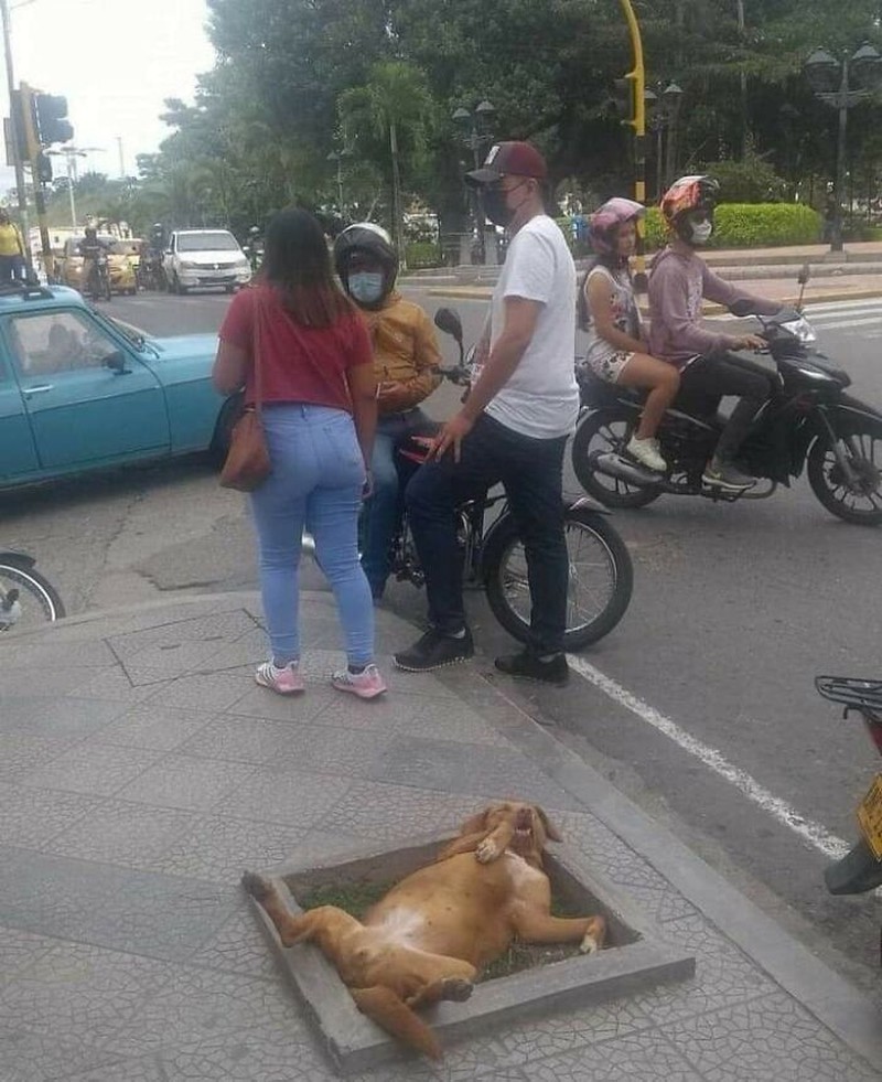 Kelakuan hewan-hewan seperti kucing, ular, anjing, dan lainnya memang tidak bisa ditebak. Ada saja tingkah lucunya seperti di daftar ini. Yuk disimak.