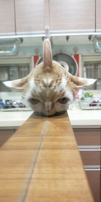 Kelakuan hewan-hewan seperti kucing, ular, anjing, dan lainnya memang tidak bisa ditebak. Ada saja tingkah lucunya seperti di daftar ini. Yuk disimak.