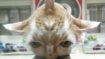 Jika kalian sadar, ada cermin di gambar ini. Foto: Bored Panda