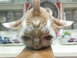 Dijamin Mood Naik! Intip Deh Tingkah Kocak Hewan Viral di Internet Ini