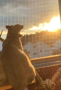 Kelakuan hewan-hewan seperti kucing, ular, anjing, dan lainnya memang tidak bisa ditebak. Ada saja tingkah lucunya seperti di daftar ini. Yuk disimak.