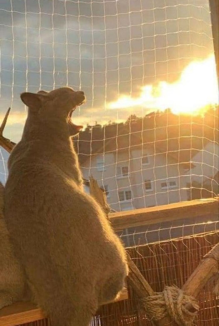 Kelakuan hewan-hewan seperti kucing, ular, anjing, dan lainnya memang tidak bisa ditebak. Ada saja tingkah lucunya seperti di daftar ini. Yuk disimak.