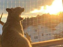 Dijamin Mood Naik! Intip Deh Tingkah Kocak Hewan Viral di Internet Ini