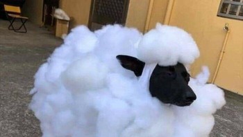 Aku adalah domba, aku adalah domba. Foto: Bored Panda
