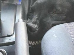 Dijamin Mood Naik! Intip Deh Tingkah Kocak Hewan Viral di Internet Ini