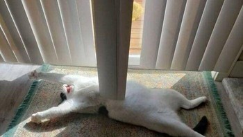 Terlalu dramatis kucing yang satu ini. Foto: Bored Panda