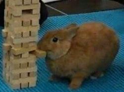 Dijamin Mood Naik! Intip Deh Tingkah Kocak Hewan Viral di Internet Ini