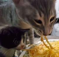 Kelakuan hewan-hewan seperti kucing, ular, anjing, dan lainnya memang tidak bisa ditebak. Ada saja tingkah lucunya seperti di daftar ini. Yuk disimak.