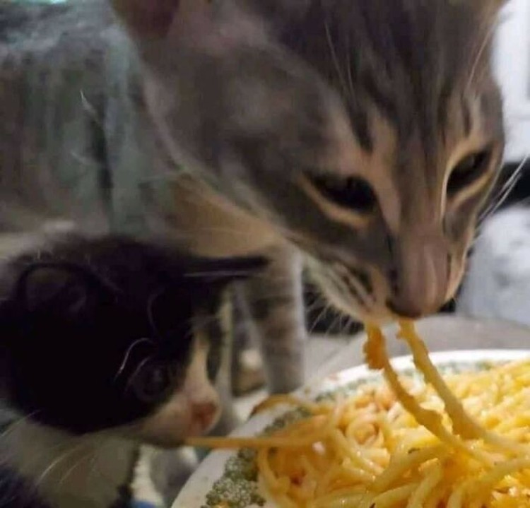 Kelakuan hewan-hewan seperti kucing, ular, anjing, dan lainnya memang tidak bisa ditebak. Ada saja tingkah lucunya seperti di daftar ini. Yuk disimak.