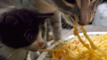 Kucing kalcer, makannya spaghetti. Foto: Bored Panda