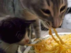 Dijamin Mood Naik! Intip Deh Tingkah Kocak Hewan Viral di Internet Ini