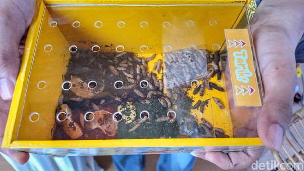 Mojang Jajaka Jawa Barat 2025, Dilpa Nur Saputra dan Nela Dahlia saat talkshow di event West Java Festival (WJF) 2025 di Kiara Artha Park, Kota Bandung, Sabtu (8/11/2025). Mojang Jajaka Jawa Barat 2025, Dilpa Nur Saputra dan Nela Dahlia saat talkshow di event West Java Festival (WJF) 2025 di Kiara Artha Park, Kota Bandung, Sabtu (8/11/2025).