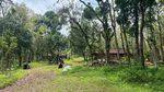 Foto 3 Keluarga Penghuni Hutan Watuseno di Batas Mojokerto-Jombang