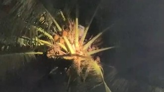 Pria di Banten Terjebak 2 Jam di Atas Pohon Kelapa Usai Turun Hujan