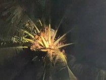 Santri Terjebak 2 Jam di Atas Pohon Kelapa 20 Meter