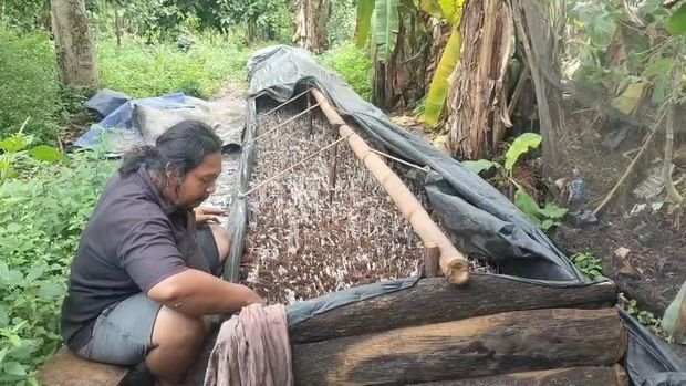 Usaha jamur janggel milik pemuda di Musi Rawas Usaha jamur janggel milik pemuda di Musi Rawas