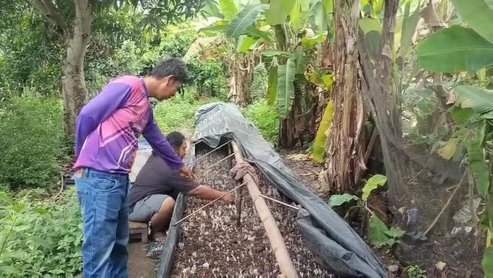Usaha jamur janggel milik pemuda di Musi Rawas