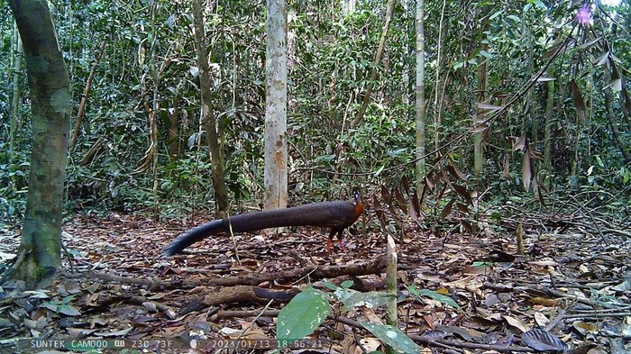 Burung kuau yang tertangkap kamera trap sedang menari di kawasan Hutan Lindung Sungai Lesan, Kabupaten Berau, Kaltim