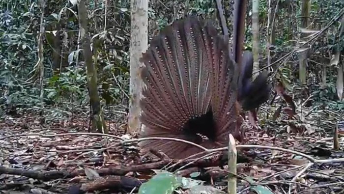 Burung kuau yang tertangkap kamera trap sedang menari di kawasan Hutan Lindung Sungai Lesan, Kabupaten Berau, Kaltim