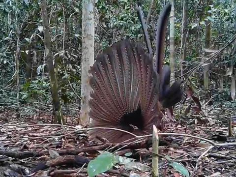 Burung kuau yang tertangkap kamera trap sedang menari di kawasan Hutan Lindung Sungai Lesan, Kabupaten Berau, Kaltim