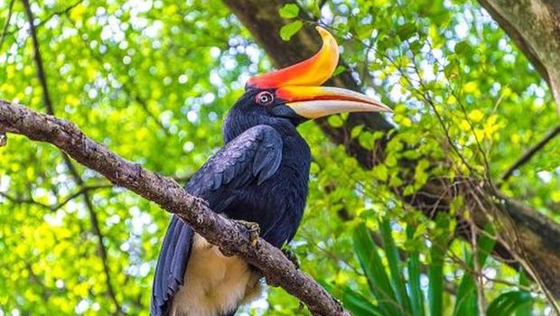 Burung Rangkong Badak. Foto: getty images Burung Rangkong Badak. Foto: getty images