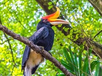 Mengenal Burung Enggang, Mengapa Dihormati di Kalimantan?