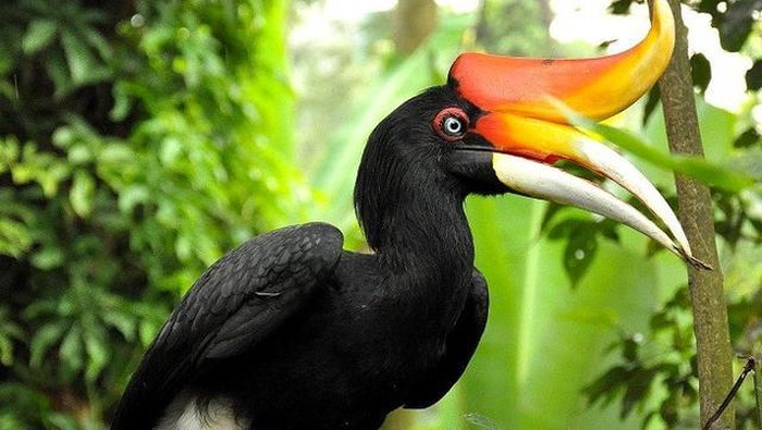 Burung Rangkong Badak. Foto: laman Sistem Informasi Manajemen Pariwisata Daerah Kabupaten Aceh Tenggara