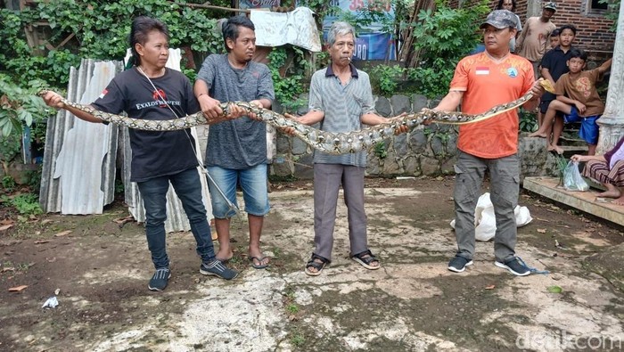 Ular sanca kembang sepanjang 3,5 meter berhasil diamankan usai memangsa ayam di Dusun Druju, Desa Bendungan, Kecamatan Kedawung, Sragen, Minggu (9/11/2025).