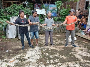 Santap Ayam, Sanca Kembang 3,5 Meter Ditangkap di Kedawung Sragen
