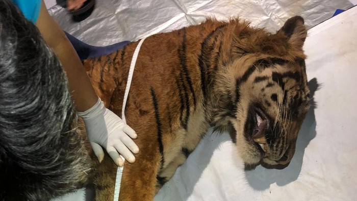 Bangkai Balas, Harimau Sumatera yang mati di Lampung