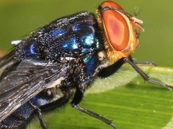 Lalat Pemakan Daging Serang Amerika, Manusia dan Hewan Peliharaan Bisa Kena