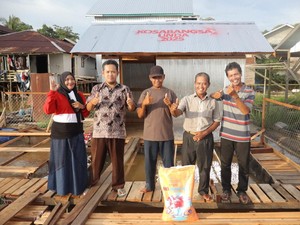 UNDA Sampit Kolab dengan Warga Bikin Pakan Ikan Daun Kelakai, Begini Caranya