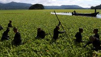 Warga bersama tentara bekerja keras membersihkan gulma air dari permukaan danau untuk mengembalikan aliran air. Seiring perkembangbiakan selada, daunnya yang bergelombang membentuk lapisan padat yang menghalangi oksigen masuk ke air, membunuh ikan dan tanaman yang terendam, serta menghalangi perahu untuk bernavigasi di air. Foto: REUTERS/Jose Cabezas
