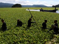 Penampakan Wabah Gulma Air Lumpuhkan Kehidupan Nelayan