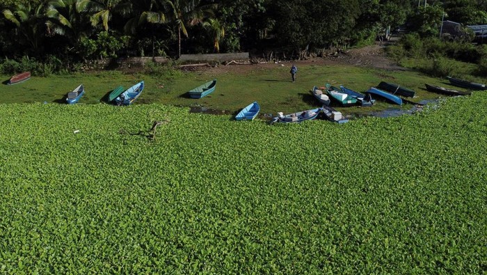 Salvadoran soldiers remove water lettuce (Pistia stratiotes), an invasive plant species that impedes navigation and fishing, from El Cerron Grande reservoir, in Suchitoto, El Salvador September 10, 2025. REUTERS/Jose Cabezas