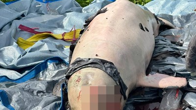 Upin, Pesut Mahakam yang Mati di Perairan Kukar