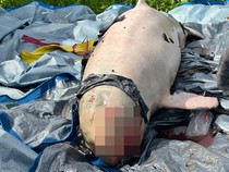 Pesut Mahakam Bernama Upin Mati di Perairan Kukar, Penyebabnya Masih Misteri